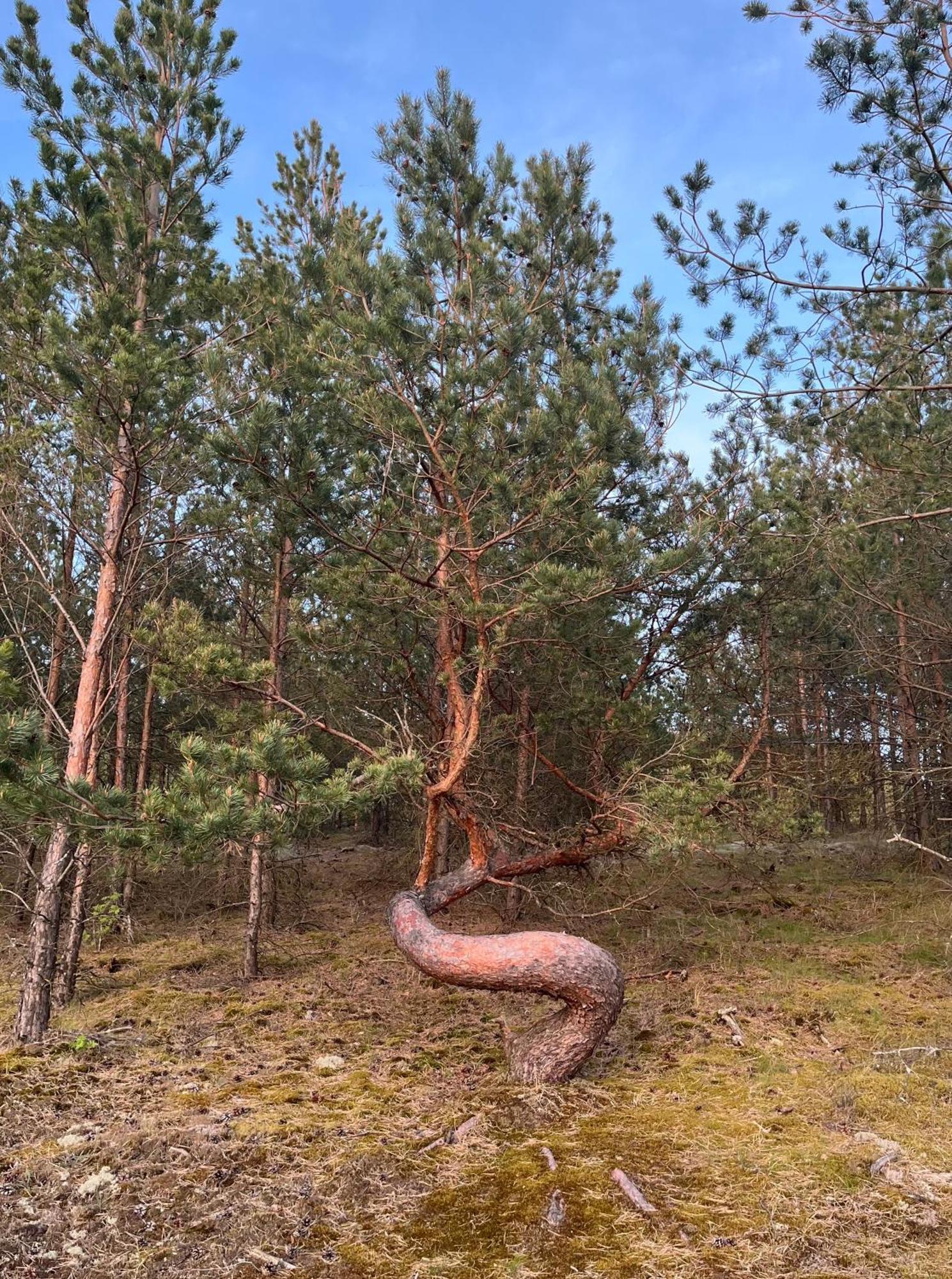 Vila May Juodkrantė Extérieur photo